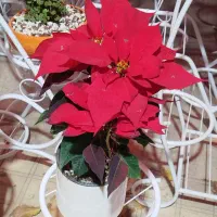 گل و گیاه آپارتمانی برای روز مادر