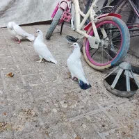 کفتر دم سیاه  فروشی نره جوجه پرشی|پرنده|مشهد, اروند|دیوار