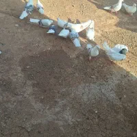 ۱۰جفت کفتر پشت دار