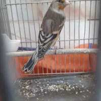 سهره قناری دهن دار دهن لر بی غلط اس|پرنده|کرمانشاه, |دیوار