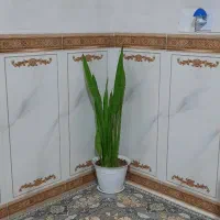 گل طبیعی سانسوریا پایه بلند و کوتاه