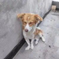 سگ پاکوتاه نژاد اشپیتز شناسنامه دار