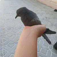 کبوتر