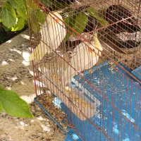 عروس هلندی زعفرانی