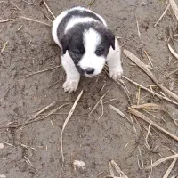 توله سگ|سگ|مینودشت, |دیوار