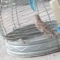 فروش یک عدد پرنده