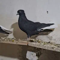 کبوتر|پرنده|رامشیر, |دیوار