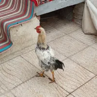 خروس محلی