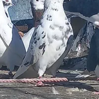 کبوتر پرشی|پرنده|قیدار, |دیوار