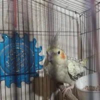 عروس هلندی ماده بشرط