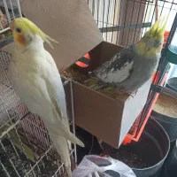 کوتوله وعروس هلندی|پرنده|گلبهار, شهر جدید گلبهار|دیوار