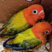 تخم طوطی کوتوله برزیلی