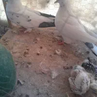 کبوتر پرشی|پرنده|زیباشهر, |دیوار