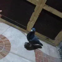 کبوتر|پرنده|شیراز, آبیاری|دیوار