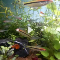 ماهی ردلاین