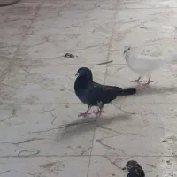 کبوتر پرشی|حیوانات مزرعه|ایرانشهر, |دیوار