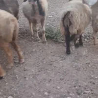 میش|حیوانات مزرعه|میمند, |دیوار