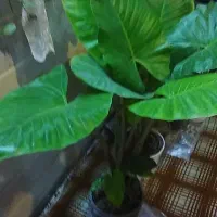 گل وگیاه طبیعی|گل و گیاه طبیعی|قم, باغ اشرافی|دیوار