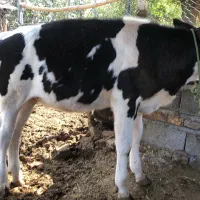 گوساله|حیوانات مزرعه|رامیان, |دیوار