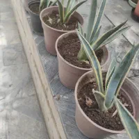 گیاه آگاو