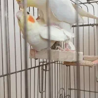 عروس هلندی|پرنده|پیرانشهر, |دیوار