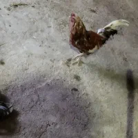 خروس محلی. دارای نسل لاری  بدونه عیب