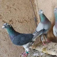 پرندگان کبوتر کشتی