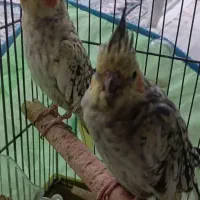 عروس هلندی