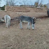 الاغ جوان