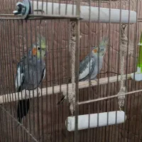 فروش عروس هلندی و طوطی برزیلی|پرنده|بوکان, |دیوار