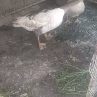 غاز|حیوانات مزرعه|شوشتر, |دیوار