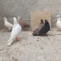 ۷تا کبوتر صید|پرنده|اسفراین, |دیوار