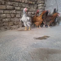 10 عدد مرغ تخم گذار