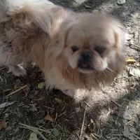 سلام سگ پیکینیز اصیل  قیمت ۱۰تومان