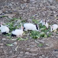 خرگوش نروماده