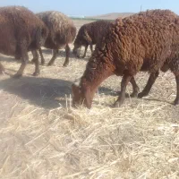 فروش ۴عدد برنر ریز|حیوانات مزرعه|نهاوند, |دیوار