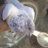 کبوتر  سهره قناری