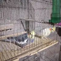 عروس هلندی گم شده