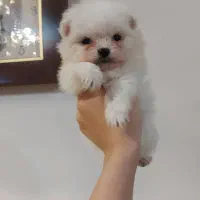 توله پامرانین خرسی از پدر و مادر وارداتی|سگ|محمدشهر, شهرک پیام (مهرالبرز)|دیوار