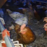 فروش نیمچه مرغ و خروس گلپایگانی ( محلی )|حیوانات مزرعه|ورامین, ورامین|دیوار