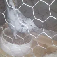 معاوضه با قفس چوبی فروش 3 کفتر عالی زات دار خفن|پرنده|اصفهان, ارداجی|دیوار