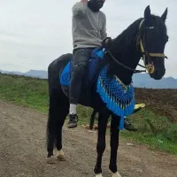 فروش اسب|اسب و تجهیزات اسبسواری|آبش احمد, |دیوار