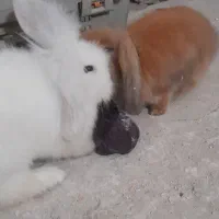 خرگوش لوپ خرگوش