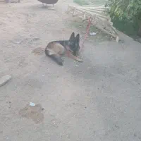 سگ ماده ژرمن شولان. اصل ژرمنی|سگ|طبس, |دیوار