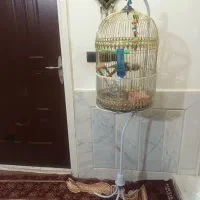 گرینچیک|پرنده|تربت‌حیدریه, آغوی|دیوار