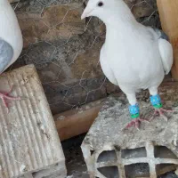 دوتا کفتر گراف جفت نر