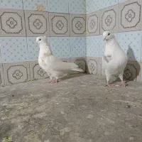 کبوتر خال قدیم پرشی|پرنده|اسلامآباد غرب, |دیوار