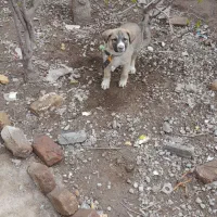 واگذار یه توله سراب رایگان نیست