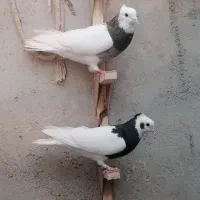 طوقی
