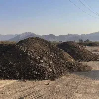 کودگاو ،گوسفند